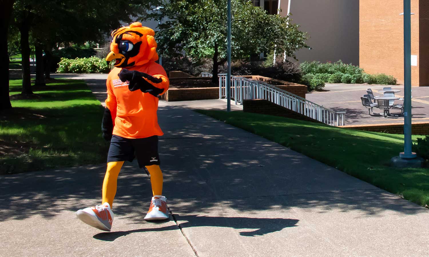 Curtiss the Warhawk strolling around the AUM campus