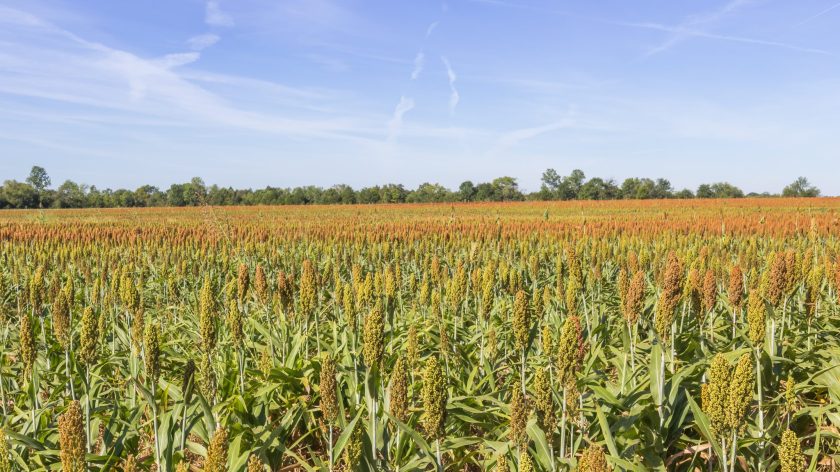Auburn University At Montgomery Agriscience Sorghum Field Under Blue Sky In Alabama